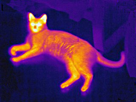 Chat en thermographie