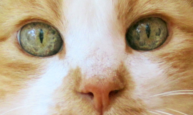 regard de chat - Miroux