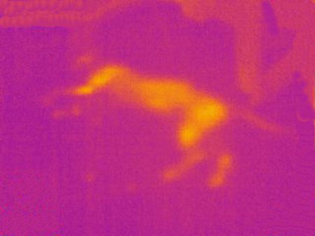 empreinte de chat en thermographie