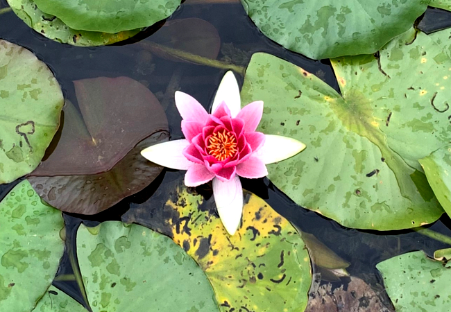 fleur à la surface d'un étang