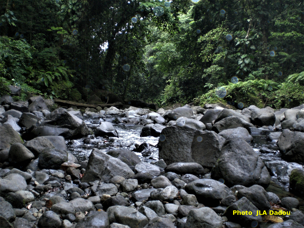 orbes dans un ruisseau