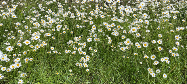 un océan de marguerites : un peu, beaucoup...