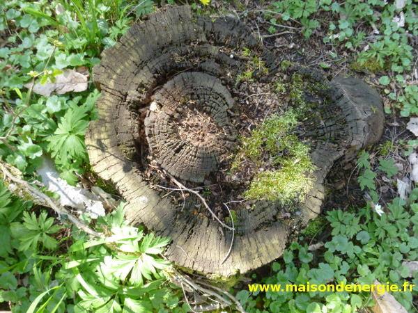 L'arbre et ses racines dans la terre, loin des pollutions électromagnétiques...