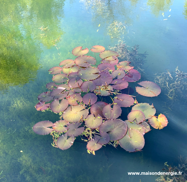 reflets d'arbres entourant des nénuphars : image de sérénité et de calme 