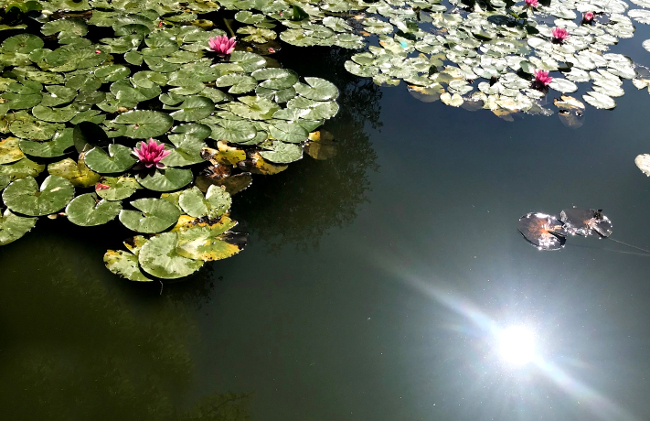 Reflets sur un étang