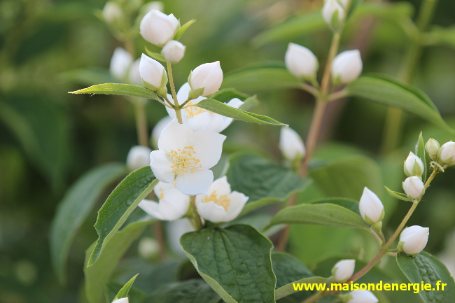 seringa, odeurs florales