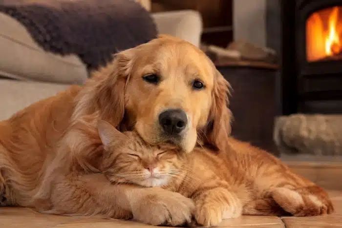 chien et chat en harmonie