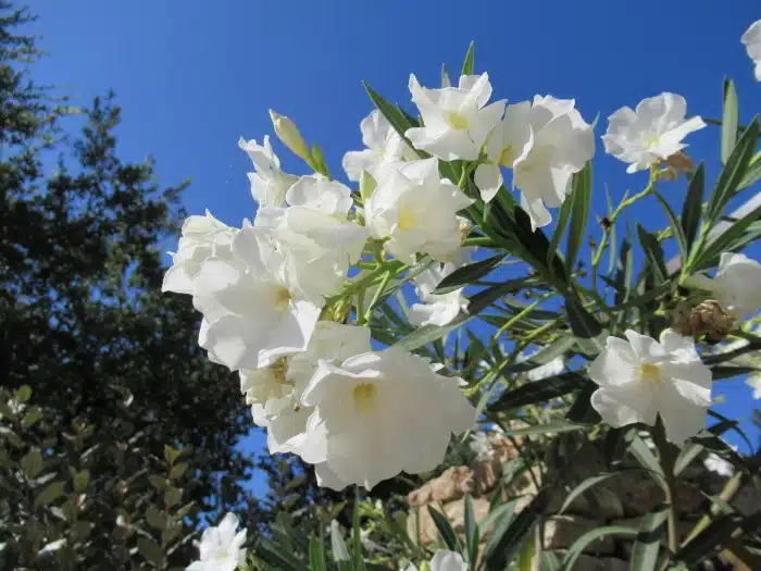 fleurs blanches sur fond de ciel bleu