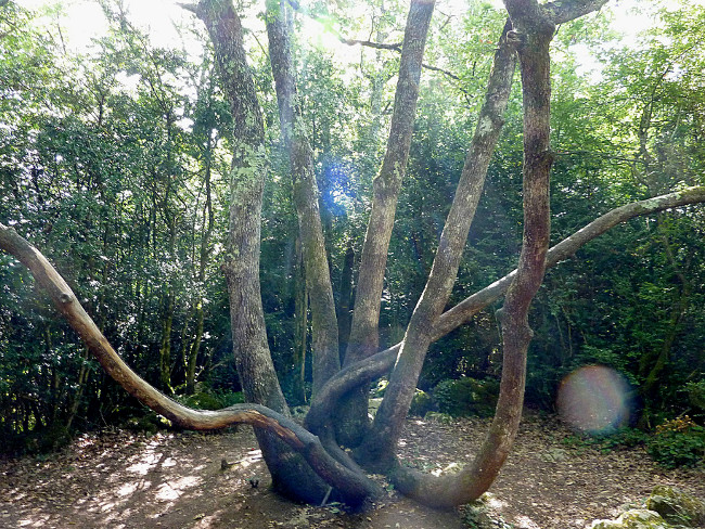 Forêt de Nebias