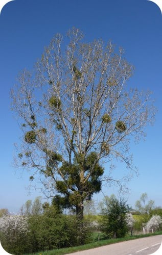 Le parasitage énergétique est comparable à ce que vit cet arbre dans son développement