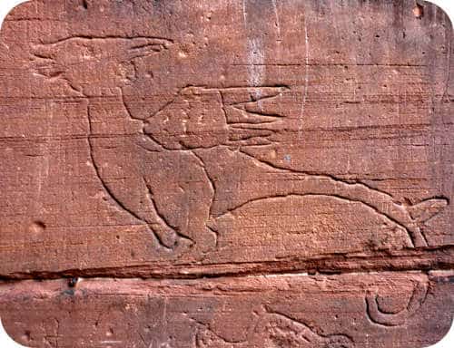 Vouivre sur les murs de la Cathédrale de Strasbourg