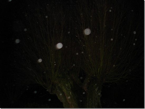 Orbes dans un jardin -photo réalisée par Christine